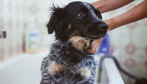 puppy-food-types-feeding-schedule-and-nutrition