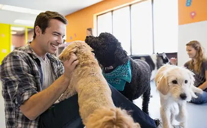 Pet microchipping and licensing services at Eden Pets Care in Nerkundram, Chennai