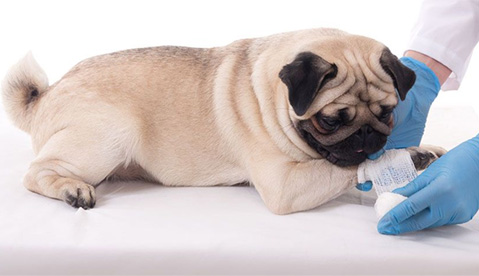 dog-bites-firstaid-treatment-and-prevention