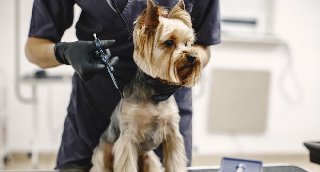 The Importance of Regular Grooming for Your Pet