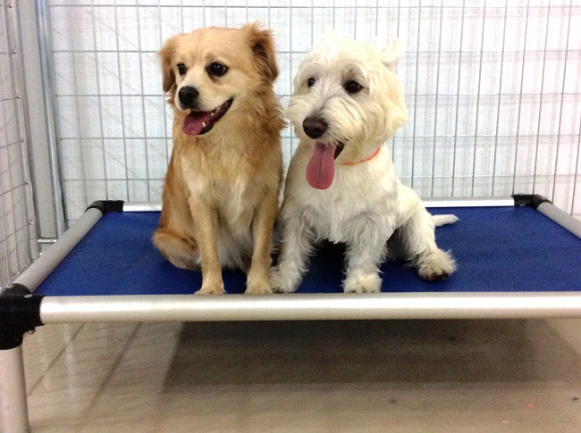 How to Read your Dog’s Body Language