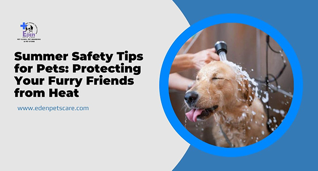 Summer Safety Tips for Pets: Protecting Your Furry Friends from Heat