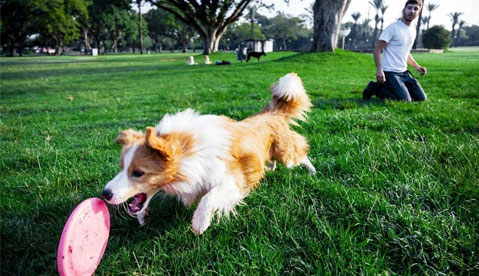 dog-bites-firstaid-treatment-and-prevention